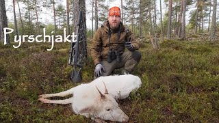 Jakt på dovhjort  smygjakt på dov i härligt Februariväder [upl. by Catton]