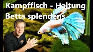 Kampffisch  Betta splendens  Haltung der Hochzuchtform [upl. by Muslim]