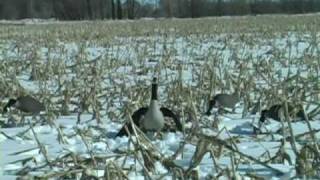 Wing Flapping and Moving Goose Decoy Wing Waver Decoys [upl. by Delahk809]