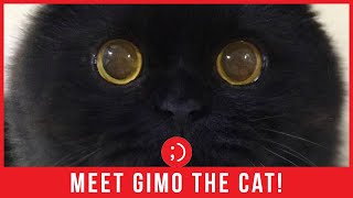 Gimo the Cat Will Mesmerize You With His Big Gorgeous Cats Eyes [upl. by Joeann939]