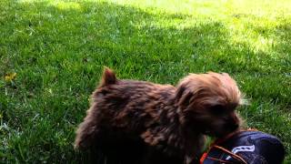 Cutest Norfolk Terrier puppy playing in the grass [upl. by Dalston]