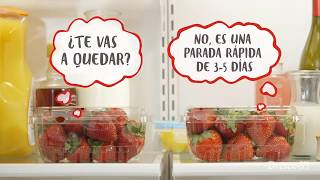 Cuidados de las fresas Driscolls [upl. by Short]