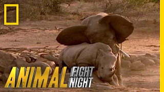 Elephant vs Rhino  Animal Fight Night [upl. by Bachman]