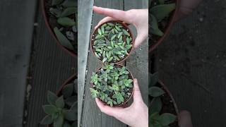 How To Propagate Succulents Graptosedum ‘Vera Higgins’ [upl. by Aisha924]