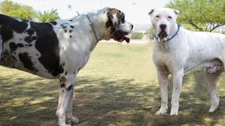 Alangu Mastiff Indian fighting dog [upl. by Womack]