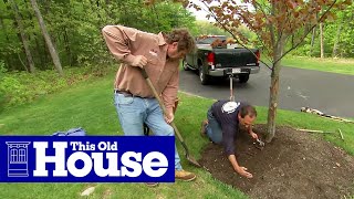 How to Properly Mulch Around a Tree  This Old House [upl. by Tera]