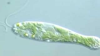 Flexible Movement in Euglena 2 [upl. by Ponton]