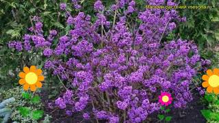 Красивоплодник бодиньера Профьюжн Краткий обзор описание callicarpa bodinieri Profusion [upl. by Oleic450]