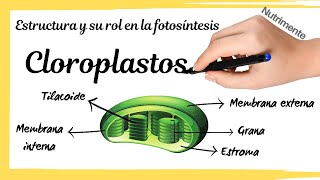 Los CLOROPLASTOS  Estructura y su rol en la FOTOSÍNTESIS [upl. by Mit]