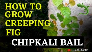 How to Plant Climbers  Creeping Fig  Ficus Pumila  Chipkali Beil  Chips Wine  From The Garden [upl. by Palocz]