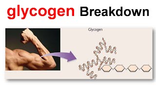 Breakdown of glycogen [upl. by Frederigo]