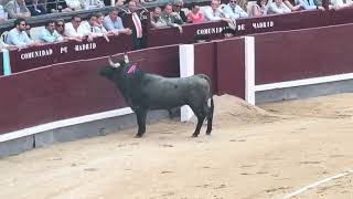 Salida 1º toro de VICTORINO MARTÍN quotMATACANESquot  5 de junio 2024  Las Ventas [upl. by Maddeu]