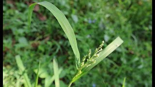 Environmental ExperienceECHINOCHLOA COLONA WILD RICEJHARUAAWNLESS BARNYARD GRASS [upl. by Etnuaed]