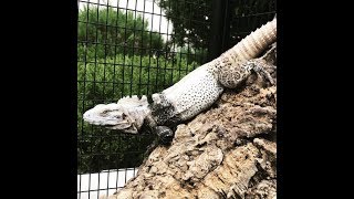 Live Harmless Reptiles  San Esteban Island SpinyTailed Iguana [upl. by Ahsenra]