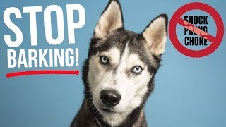 Teach Your Dog To STOP Barking [upl. by Gnep148]