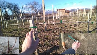 Caring for the vine in the first years after planting ACCELERATED METHOD OF FORMATION  part 1 [upl. by Llerod]