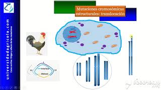 Curso Mutaciones Video9 Mutaciones cromosómicas estructurales translocación [upl. by Adnorrahs]