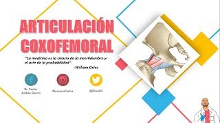 Anatomía  Articulación Coxofemoral Superficies Articulares Cápsula y Ligamentos Movimientos [upl. by Wolfgram558]