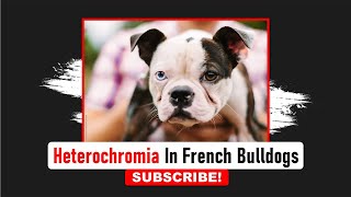 Heterochromia In French Bulldogs  Frenchies Hub [upl. by Joli743]