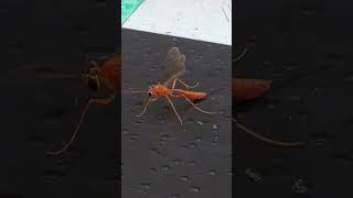 Backyard bug hunt  ichneumon wasp [upl. by Acnairb]