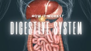 Digestive System  3D ANIMATION  DIGESTION  SUBTITLE [upl. by Gilchrist]