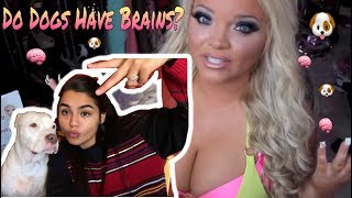 Do Dogs Have Brains Trisha Paytas Theory [upl. by Settle641]