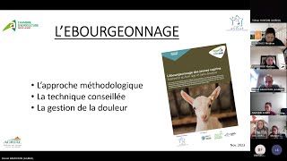 Webinaire L’écornageébourgeonnage en élevage caprin – Les bonnes pratiques [upl. by Shawn]