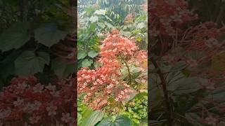 Clerodendrum paniculatum glorybower and bagflower [upl. by Abrams]