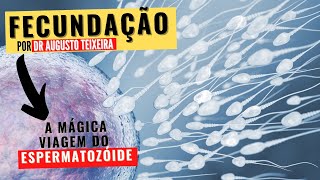 FECUNDAÇÃO OU FERTILIZAÇÃO Entenda como ocorre o encontro do ESPERMATOZOIDE com o ÓVULO [upl. by Race]