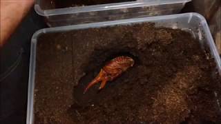 Breeding the giant hercules beetles at home Amazing alienlooking pupae [upl. by Siari]