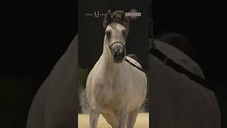 The halter competitions at Scottsdale Arabian Horse Show [upl. by Yart]