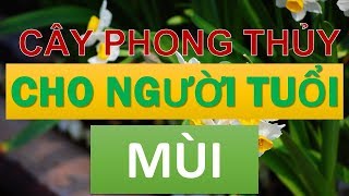 Cây phong thủy hợp với người tuổi Mùi [upl. by Ronny]