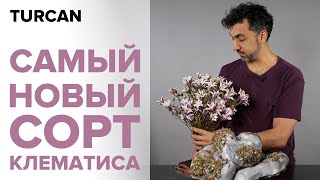 Интерьерная раскидистая композиция  Совершенно новый сорт клематиса от Marginpar  Дмитрий Туркан [upl. by Denice]