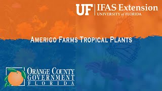 Extension Solutions  Amerigo Farms Tropical Plants [upl. by Addiego]