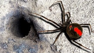 Redback Spider Flamethrower Control amp Mystery Hole [upl. by Dovev408]