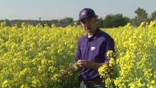 Canola in Kansas [upl. by Ydarg]