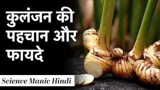 कुलंजन खाये कोयल जैसी मीठी बोली पाए  Greater Galangal  Kulanjan Plant Medicinal Uses [upl. by Hanway]