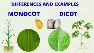 MONOCOT vs DICOT  Differences between Monocotyledon and Dicotyledon with Examples  Science Lesson [upl. by Osman]