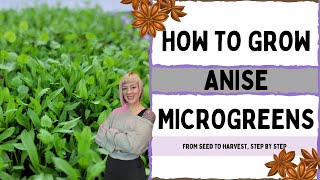 How to Grow Anise Microgreens  Full Walkthrough with Tips and Tricks [upl. by Weidman]