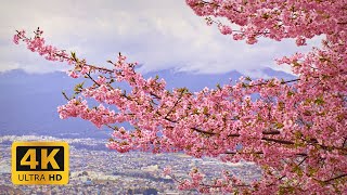 Sakura Blossom in Matsuda  4K [upl. by Scurlock]