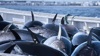 Amazing Giant Bluefin Tuna Catching on The Sea With Modern Big Boat  Fastest Tuna Fishing Net [upl. by Edwyna]