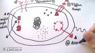 Cephalosporin Antibiotics 1st to 5th Generation Mechanism Side Effects and Bacterial Targets [upl. by Erdah294]