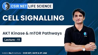 AKT Kinase amp mTOR Pathways in Cell Signalling  CSIR NET Exam Preparation  IFAS [upl. by Anil680]