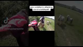 stallion attacking mare on a hack 😱🐴 equestrain shortvideos youtube viral [upl. by Hayton]