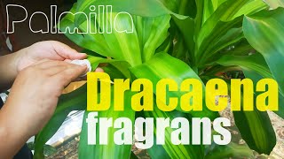 Dracaena fragrans leaves cleaning has been done [upl. by Ecyar175]