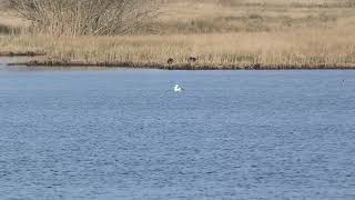 Smew  Nonnetje  Westbroek NL  122024 [upl. by Jazmin759]