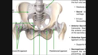 The Sacroiliac Joint Part 1  Major Ligaments amp Structures [upl. by Idet613]