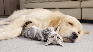 Kitten Raised By Golden Retriever Now Acts Like One [upl. by Eilatan]