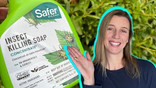 PestFree Plants Made Easy with This Safe Insecticidal Soap [upl. by Iden]