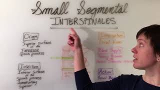 Interspinales amp Intertransversarii Muscles Anatomy [upl. by Ecnal177]